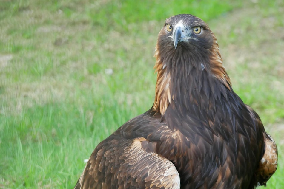 Die Steinadler-Dame Tschari starb im Alter von 42 Jahren.