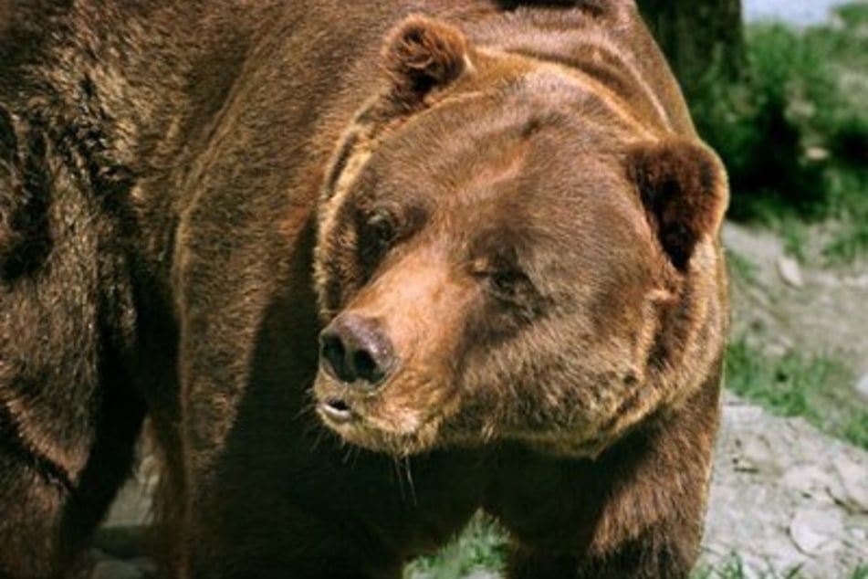 Ein Grizzlybär tötete eine Wanderin am 22. Juli in Montana. (Symbolbild)