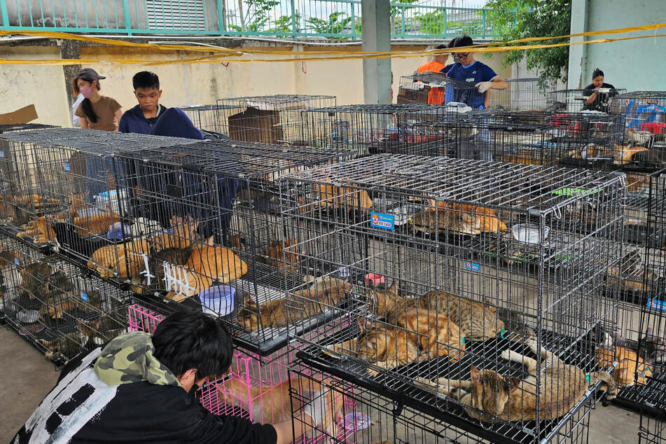 Der illegale Handel mit Katzenfleisch ist in Vietnam ein großes Problem.