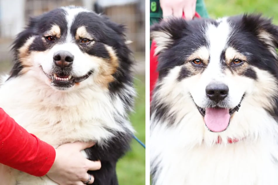 Wer könnte da widerstehen? Die Australian-Shepherd-Mischlinge Chip und Chap (2) suchen ein liebevolles neues Heim.