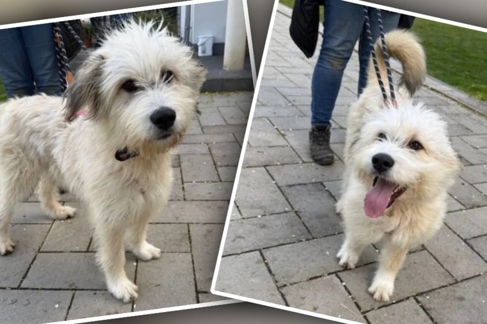 Hund Bobby erobert die Herzen im Sturm: Deshalb sind alle ganz verrückt nach ihm