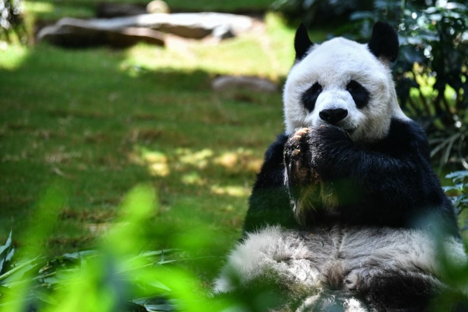 An An, the world's oldest giant panda, sadly passes away