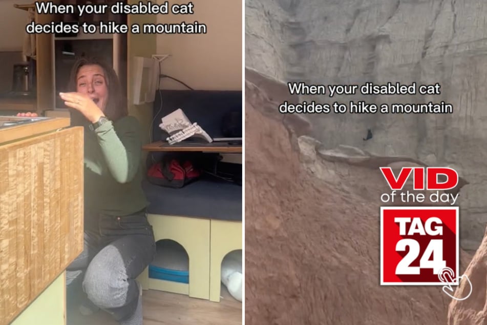 viral videos: Viral Video of the Day for April 2, 2024: Nothing can stop this cat from doing anything – even mountain climbing!
