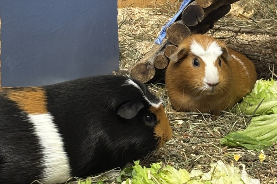 Holly (r.) und Gunnar suchen ein gemeinsames Plätzchen bei liebevollen Menschen.