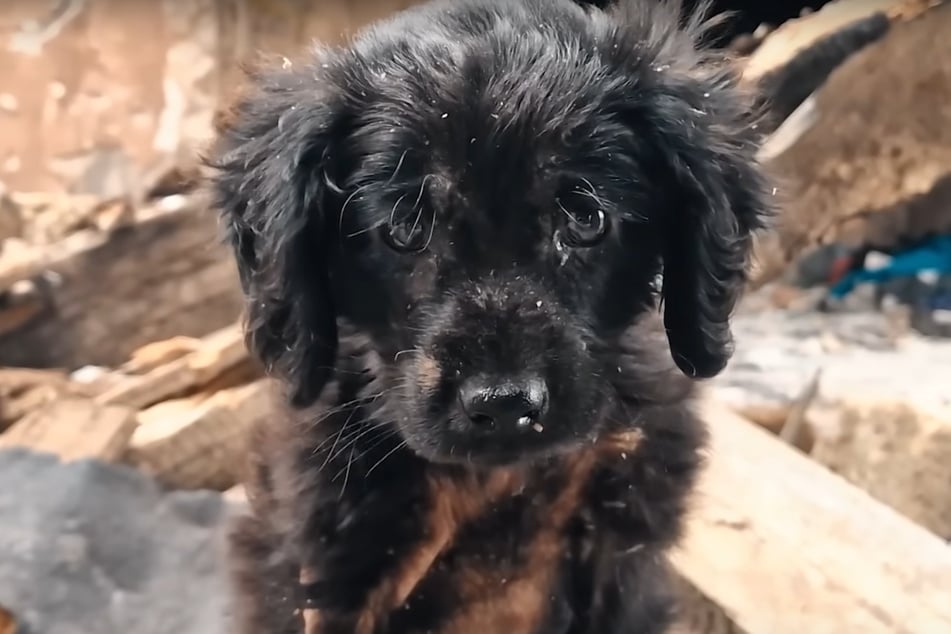 Der kleine Duke musste einen traurigen Start ins Leben verkraften.
