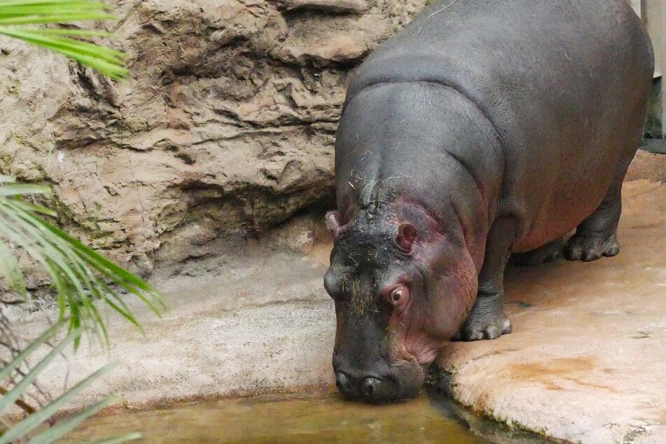 Flusspferd Bulma reiste kürzlich von Frankreich bis ins Ruhrgebiet. Ab sofort lebt sie dort im Zoo Gelsenkirchen.