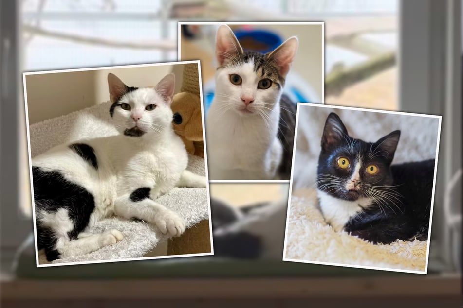 Lennox (l.), Stefan (M.) und Elfie sind einfach unzertrennlich.