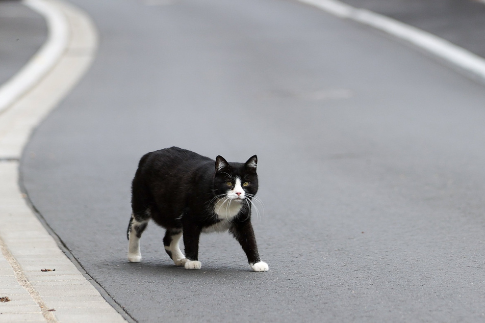 Mit 100.000 Euro: Die Kastration von streunenden Katzen wird auch in diesem Jahr von der Landesregierung in Sachsen-Anhalt unterstützt.