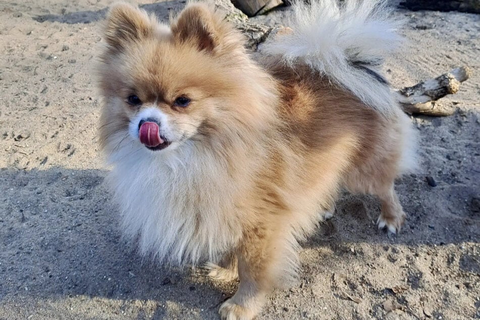 Der Vierbeiner hat große Probleme mit Behandlungen beim Tierarzt.