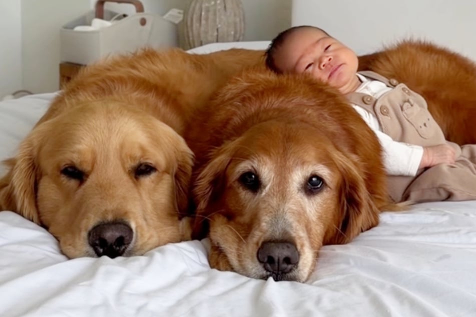 Rüde Chip (l.) und Weibchen Gamja sind ein Herz und eine Seele mit ihrem "Baby-Bruder".