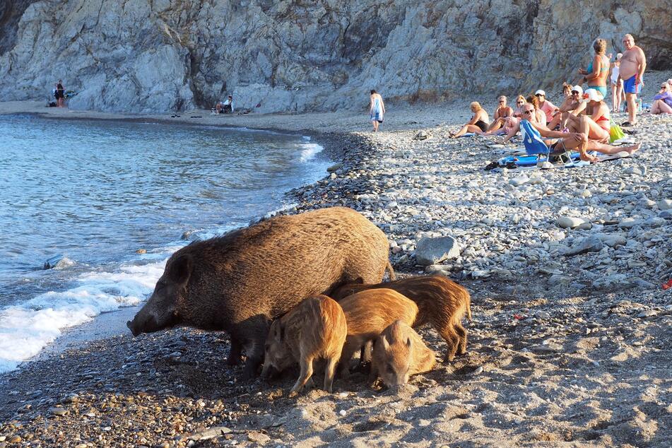 Immer wieder verirren sich die Tiere auf der Suche nach Nahrung an französische Strände. (Archivfoto)