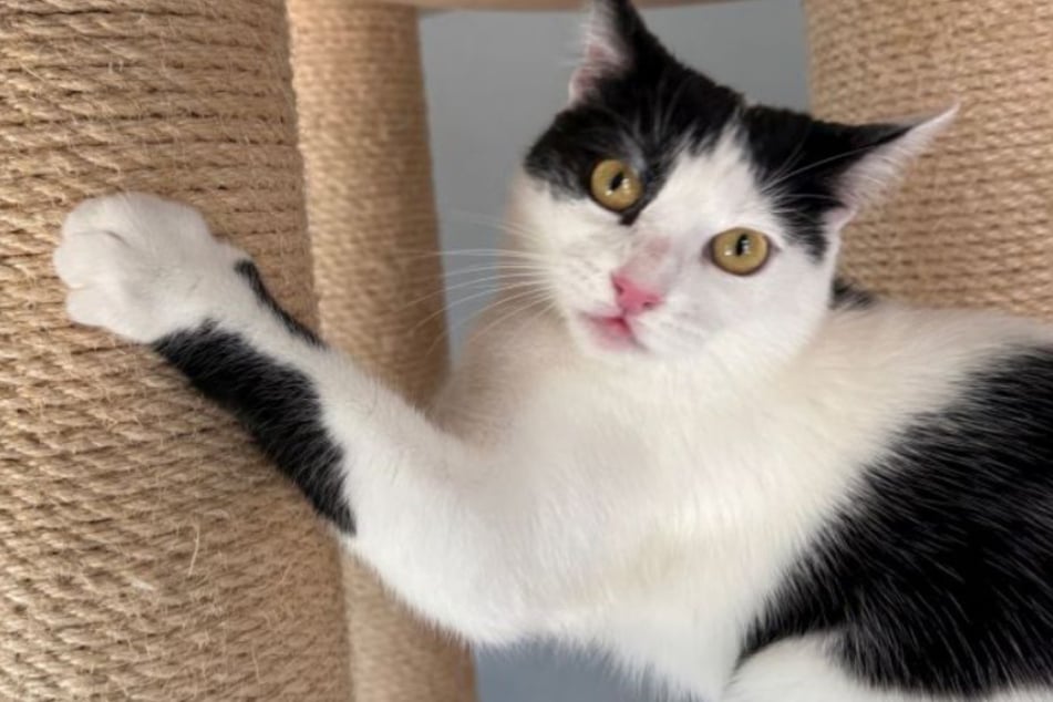 Noch macht Asye das Katzenzimmer im Tierheim Bergheim unsicher, das wird sich aber hoffentlich bald ändern.