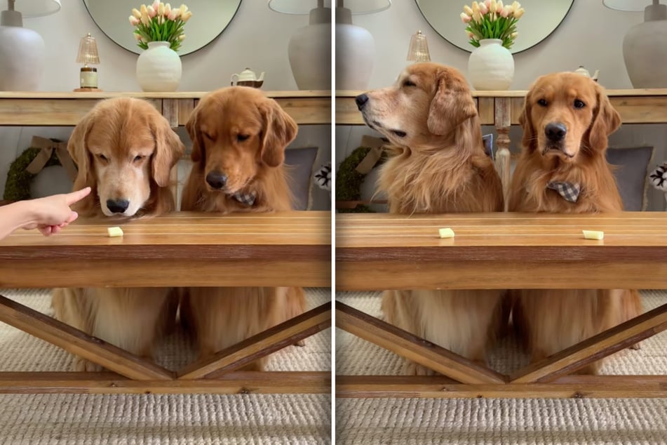 Tucker (auf den beiden Fotos jeweils links) und Todd bekommen beide ein Stück Käse vorgesetzt.