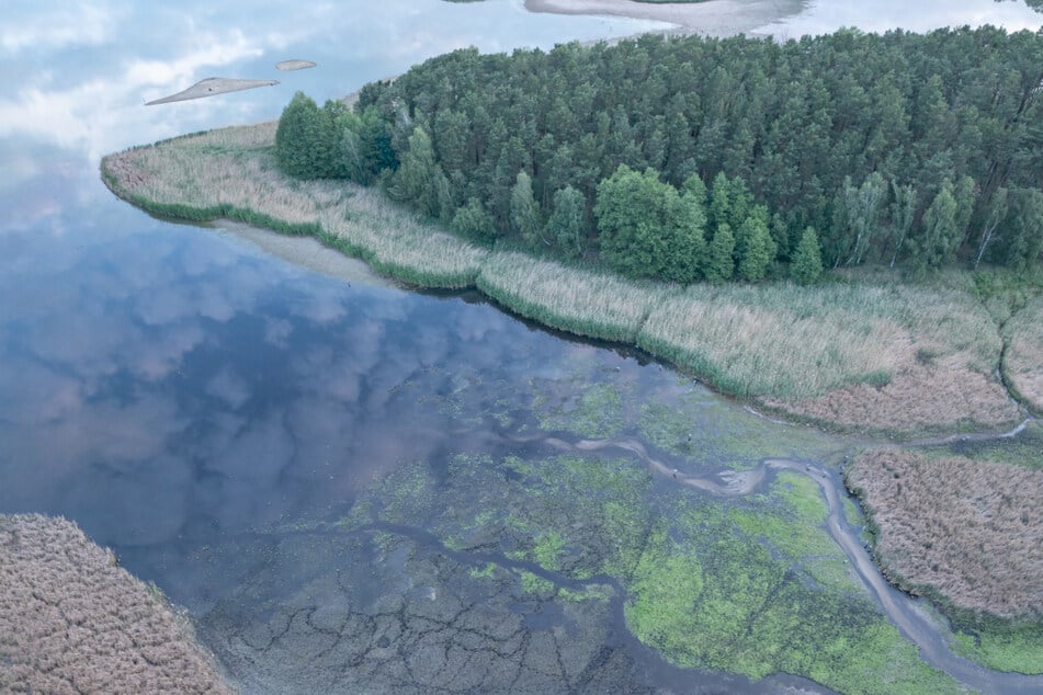 Wasser, Wald, Heide - und sehr viele Tiere: In der Teichlausitz fand Axel Gebauer bereits dreimal den Deutschen Naturfilmpreis.