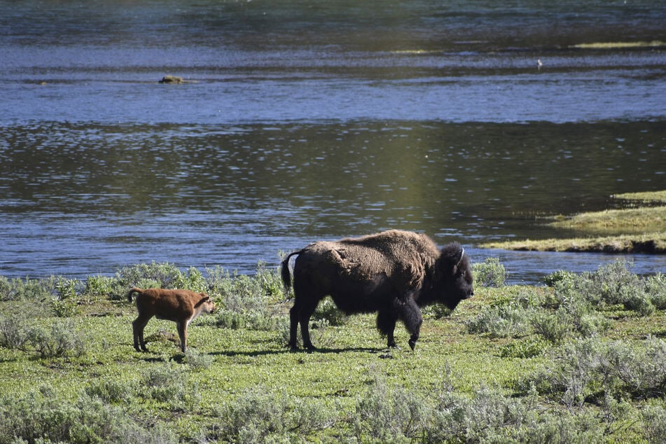 Bisons haben im Yellowstone National Park bislang mehr Menschen verletzt als jedes andere Tier. (Archivfoto)