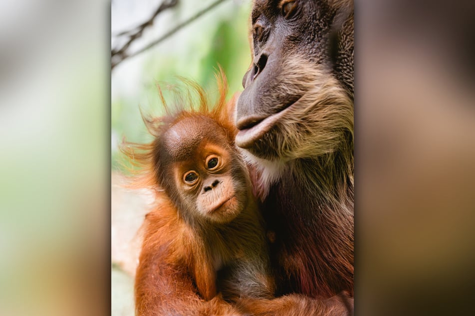 So süß! Mama Daisy nimmt ihr Baby Daria liebevoll in den Arm.