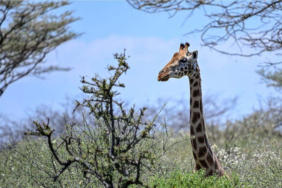 Tragisches Unglück: 16 Monate altes Kind von Giraffe getötet