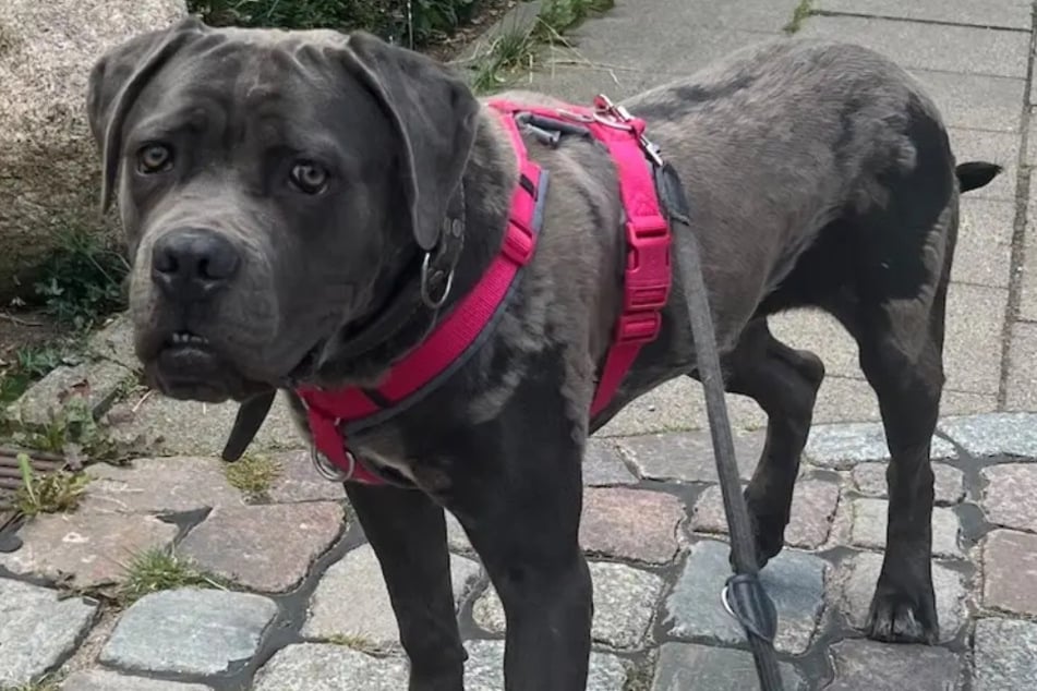 Cane Corso Ares aus dem Hamburger Tierheim ist auf der Suche nach einem echten Zuhause.
