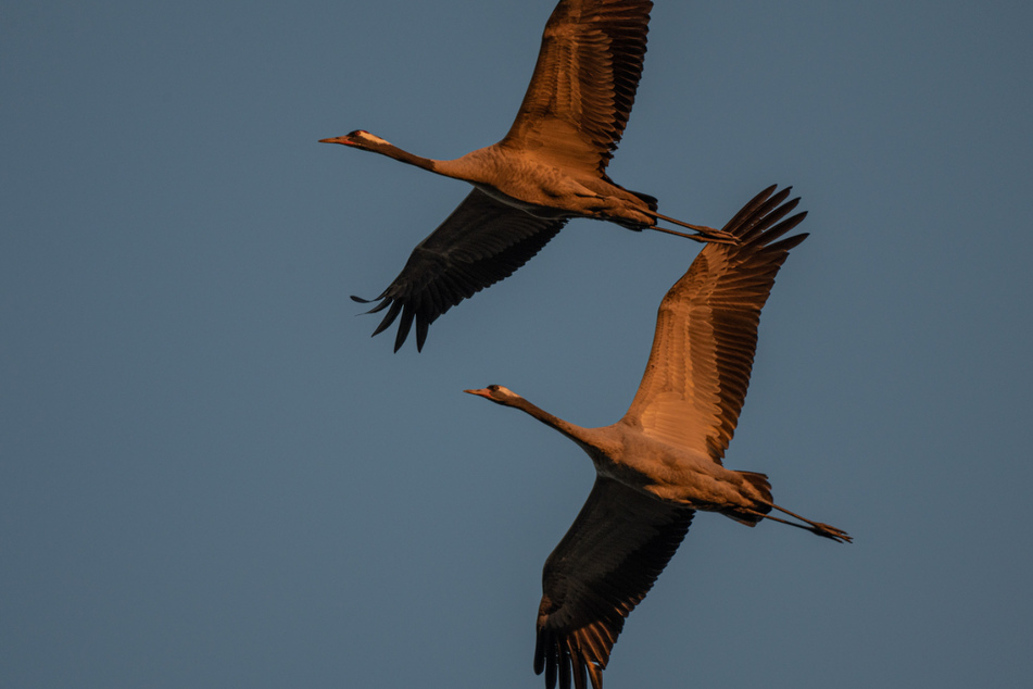 Der Flug der Kraniche - hier im Foto.