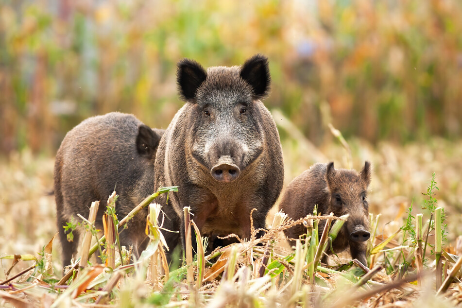 Während Wildschweine immer häufiger vorm Jagddruck in die Städte fliehen...