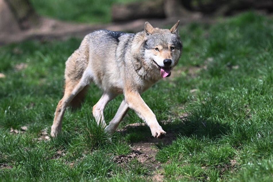 Alle Spuren bei der gerissenen Herde deuten auf einen Wolfsangriff hin.