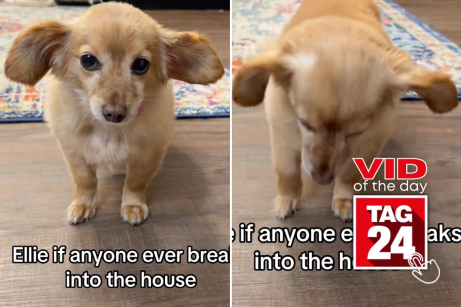 viral videos: Viral Video of the Day for September 20, 2025: Tiny pup proves she's the cutest guard dog around