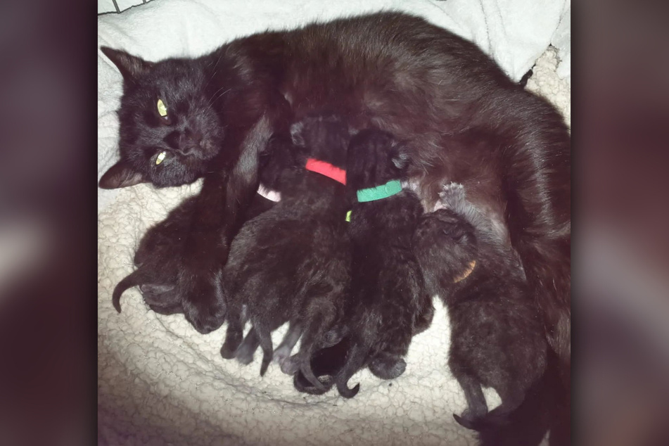 Katzenmama Maika brachte sechs Kitten auf die Welt.