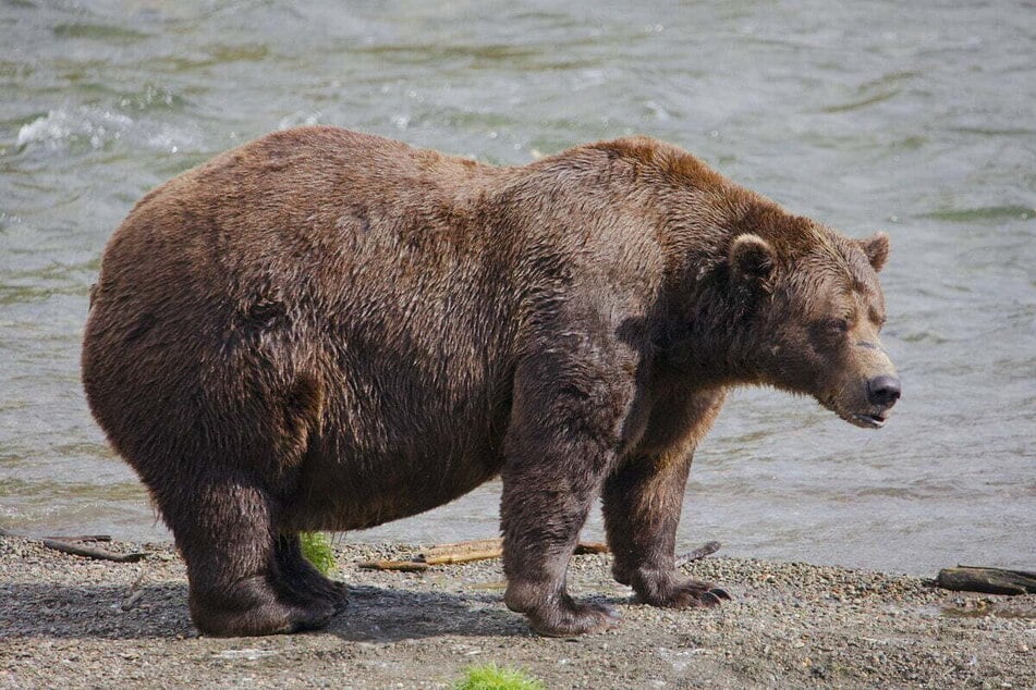 Chunk the bear seen possibly plotting revenge against his arch-foe, Grazer.