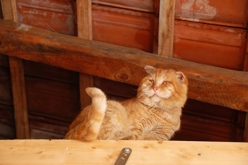 An overweight cat will likely have mobility issues that go further than an occasional goof.