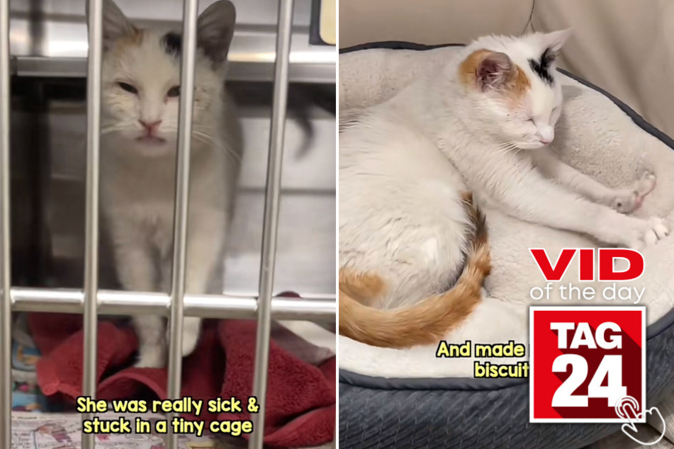 Today's Viral Video of the Day features a kitty who found her new and perfect home!