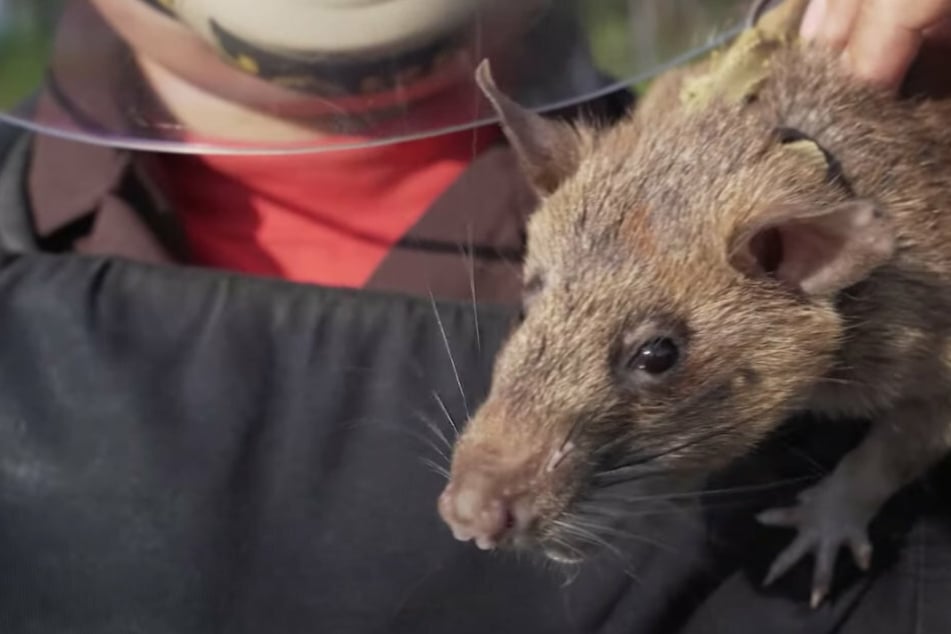 Rat Magawa is the first animal other than a dog to receive this prestigious award.