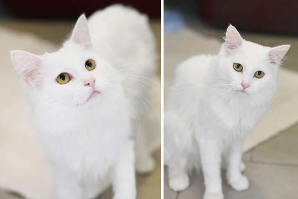 Wer kann dem tauben Kater ein Zuhause für immer schenken?