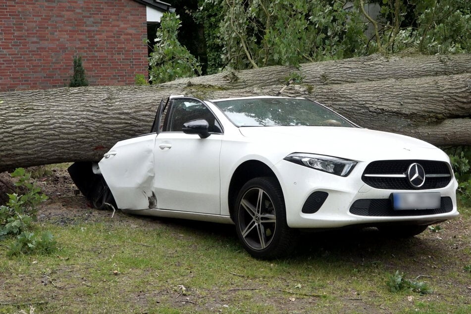 In Oldenburg wurde ein Mercedes von einem umstürzenden Baum getroffen.