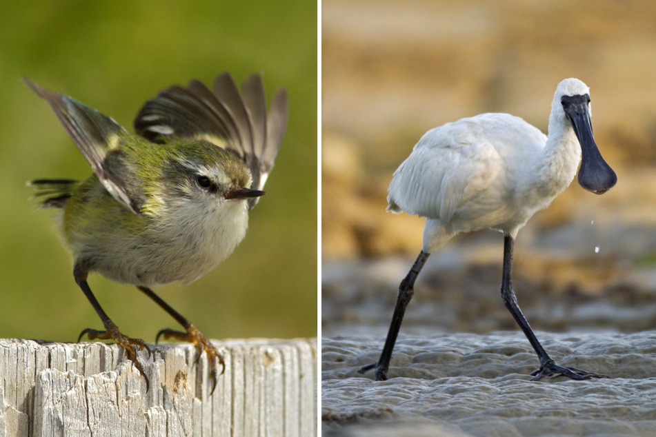 The Rifleman (l.) and the Royal Spoonbill are among the New Zealand species competing for the 2022 Bird of the Year title.