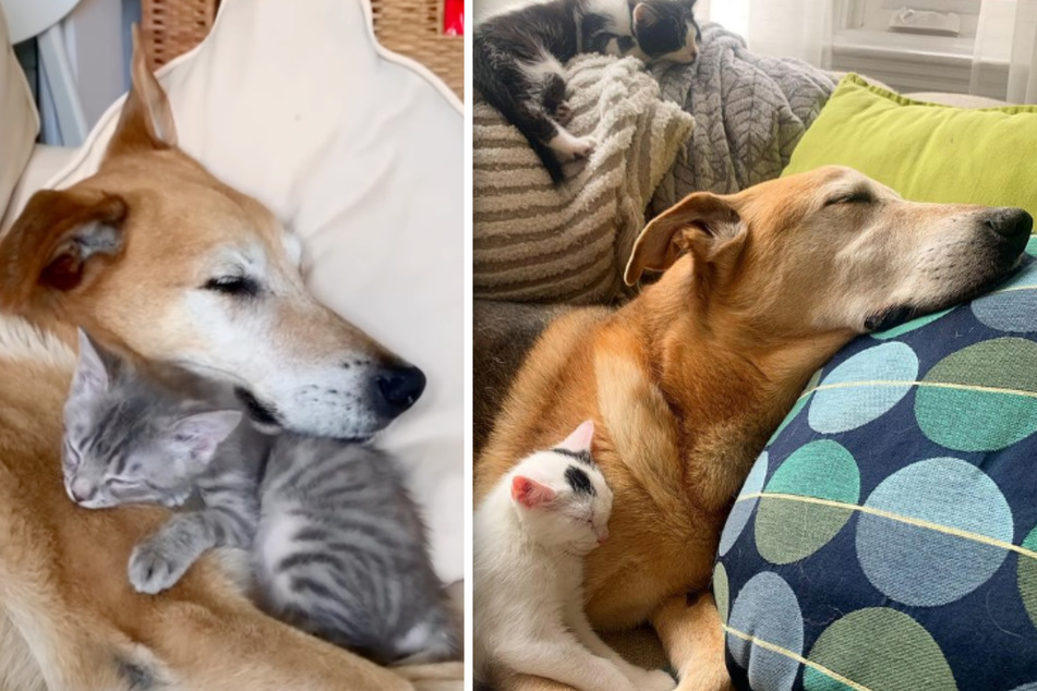 The German Shepherd mix is a real father figure for his foster kitten companions.