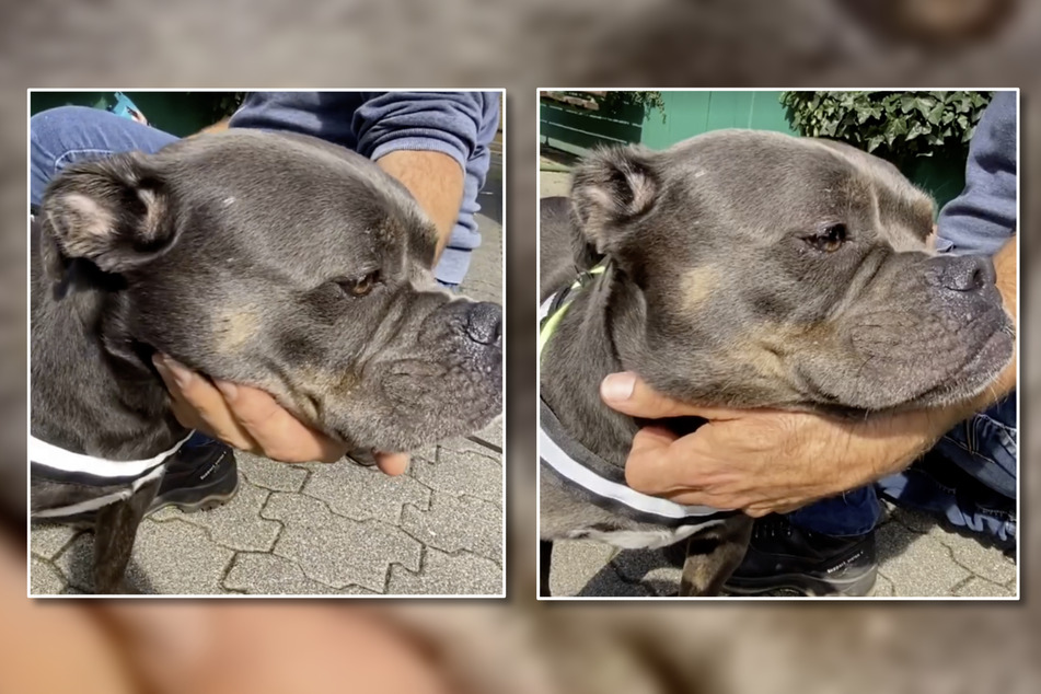 Wie ein Schluck Wasser in der Kurve: Peach muss sich im Tierheim Dellbrück erst einmal erholen.