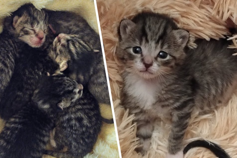 Tod in Kauf genommen! Fünf Katzenbabys in Schuhkarton ausgesetzt