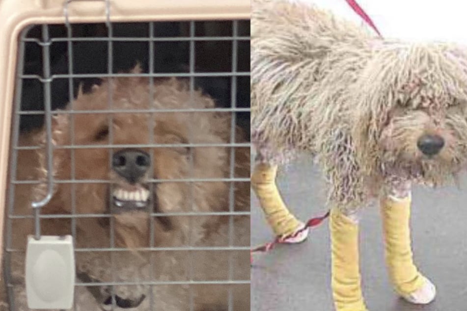 Hund grausam hinter Auto her geschleift, dann tritt eine neue Frau in sein Leben