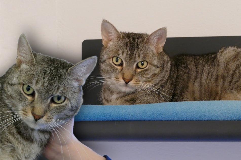 Kater Chiko braucht etwas Zeit, um Vertrauen zu fassen.