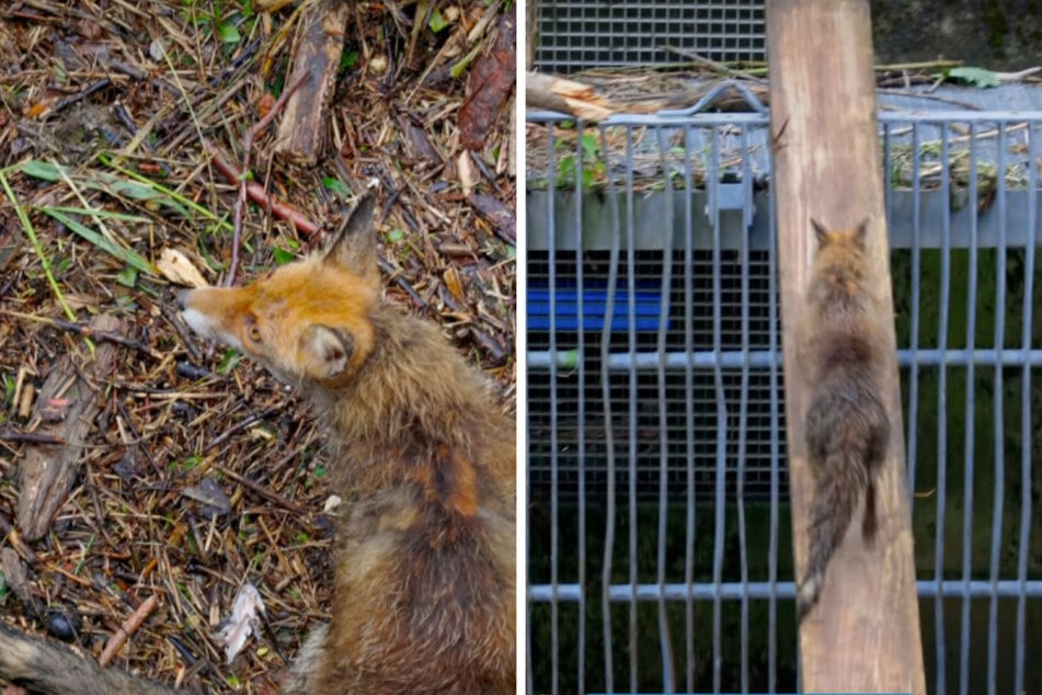 Mithilfe einer kleinen Rampe konnte der verängstigte Fuchs gerettet werden.