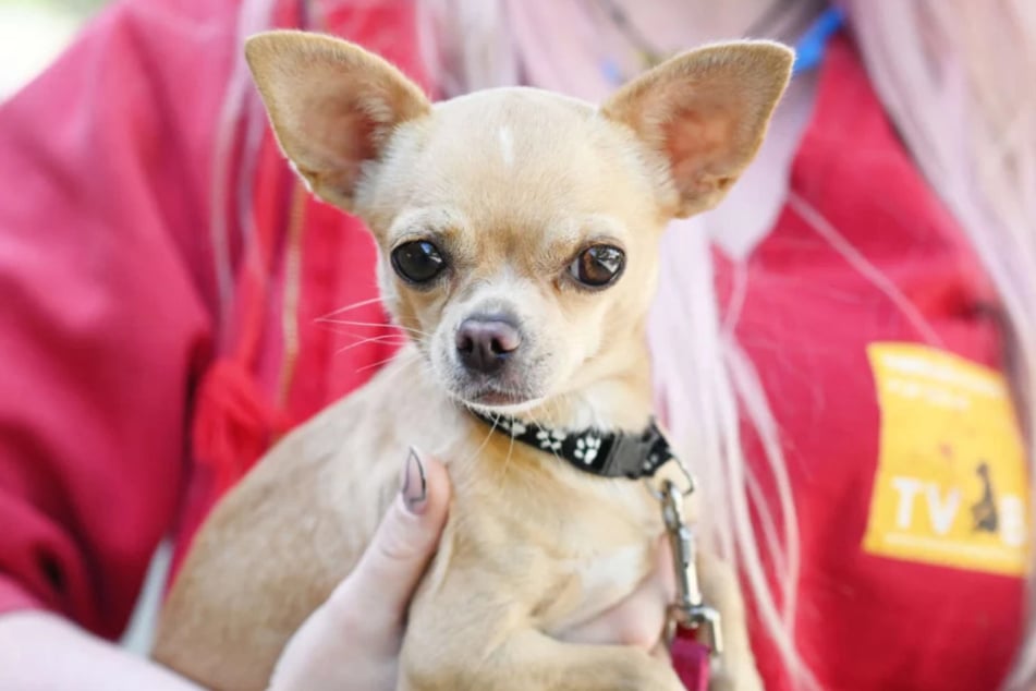 Chihuahua Heidi (3) aus dem Berliner Tierheim sucht nach einem neuen Zuhause.