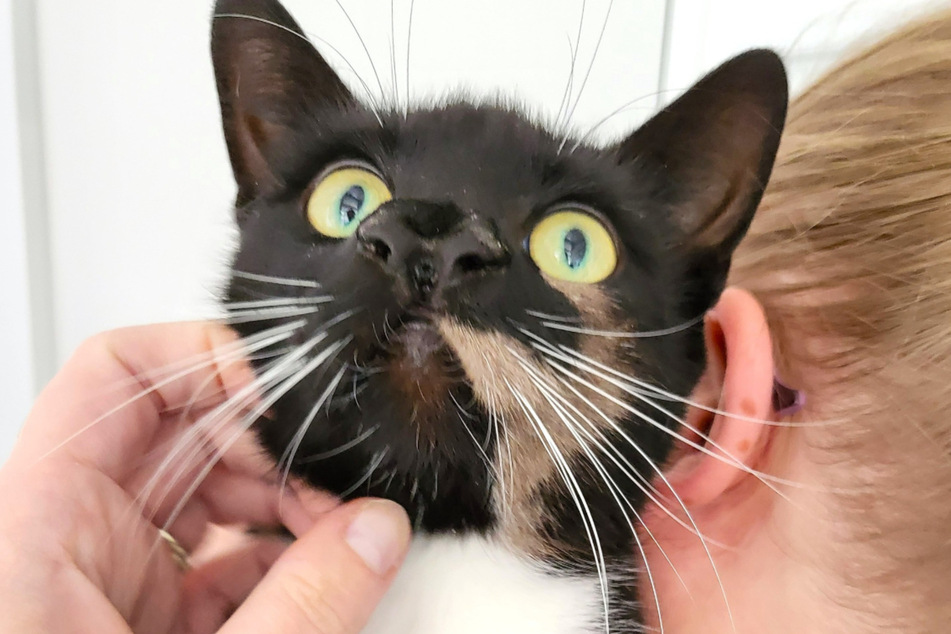 A cat affectionately named Nanny McPhee was born with two noses!