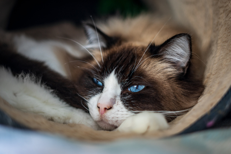 If your cat stops purring, it could be sick, and you should take it to the vet.