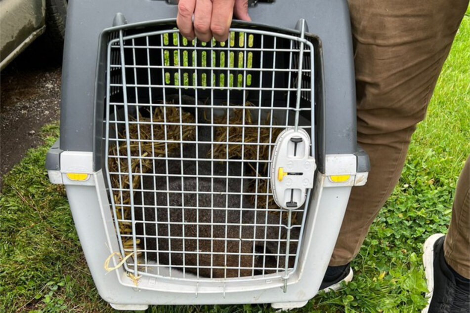 In einer Hundetransportbox wurde das Känguru nach Hodenhagen gebracht.