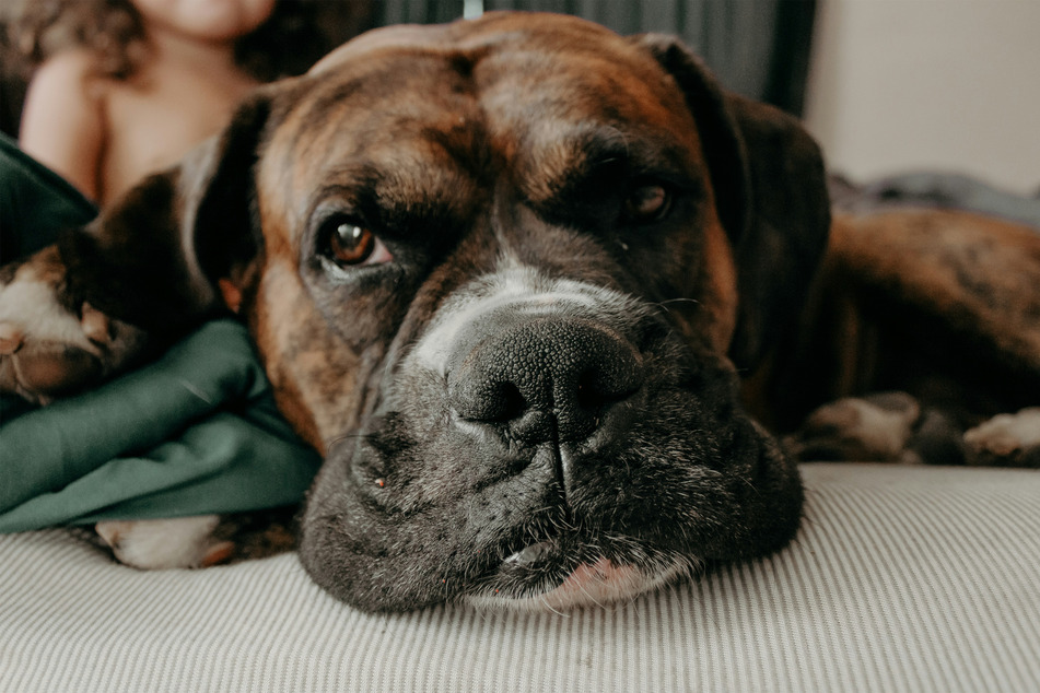 With a face that squish-able, it's not surprising that the mastiff is so lazy.