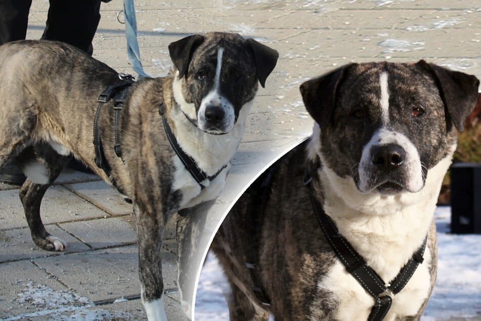 Schüchterner Hund aus schlechter Haltung befreit: Gibt es ein Happy End für Rexy?