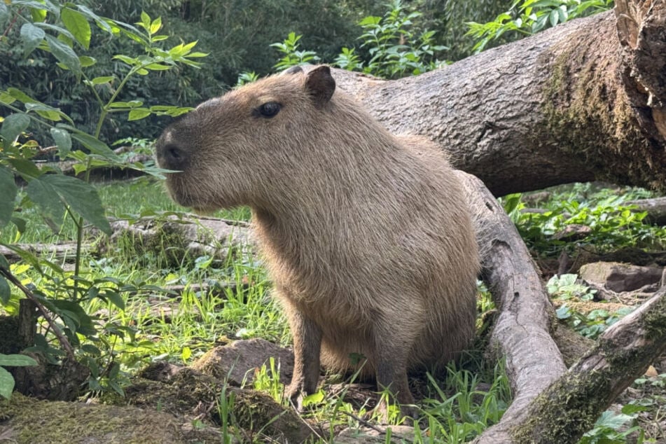 Im Zoo können allerlei Tiere besucht werden: Zum Beispiel das Capybara, ein derzeitiger Social-Media-Star.