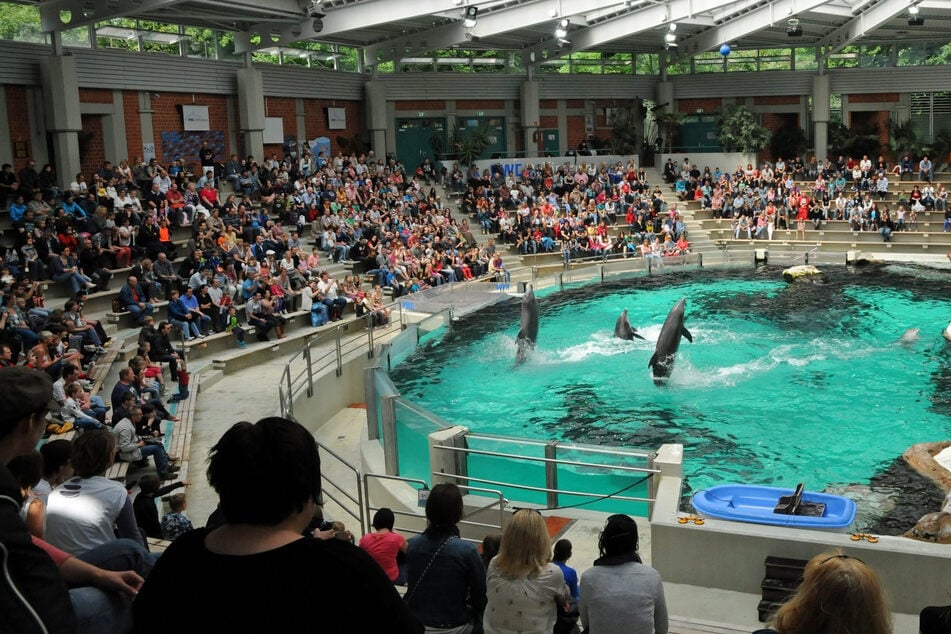 Das Delfinarium ist die Hauptattraktion im Duisburger Zoo.