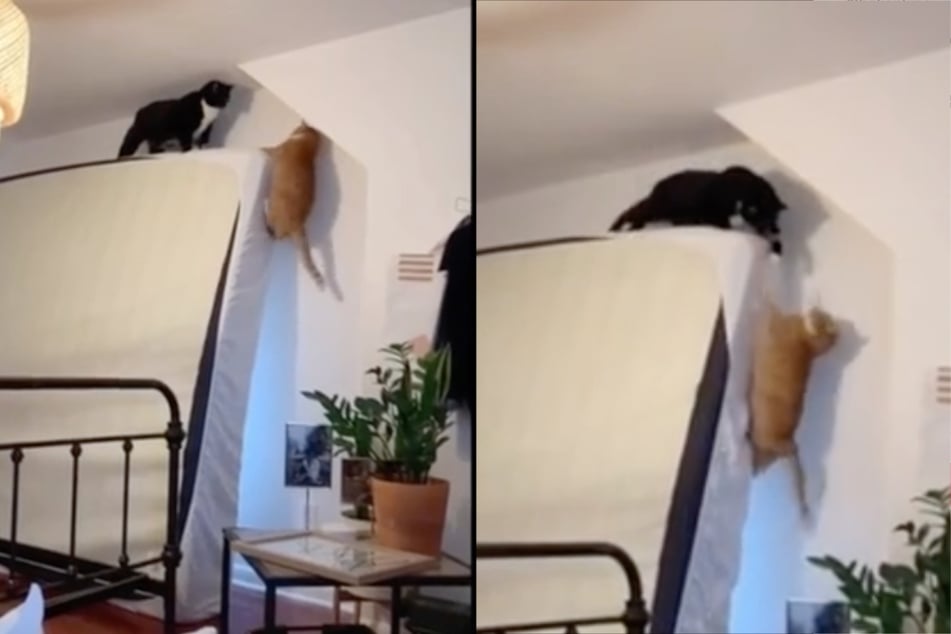 This viral TikTok clip turned these cats into legendary movie memes.