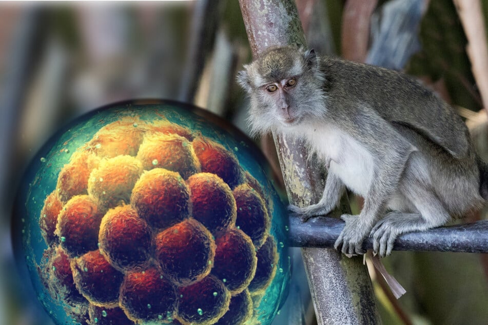 Scientists used fertilized embryos from a Macaca fascicularis, otherwise known as a crab-eating macaque, for implanting human stem cells.